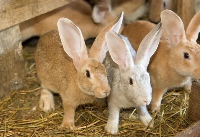 Отель Azienda Agrituristica Le Bucoliche