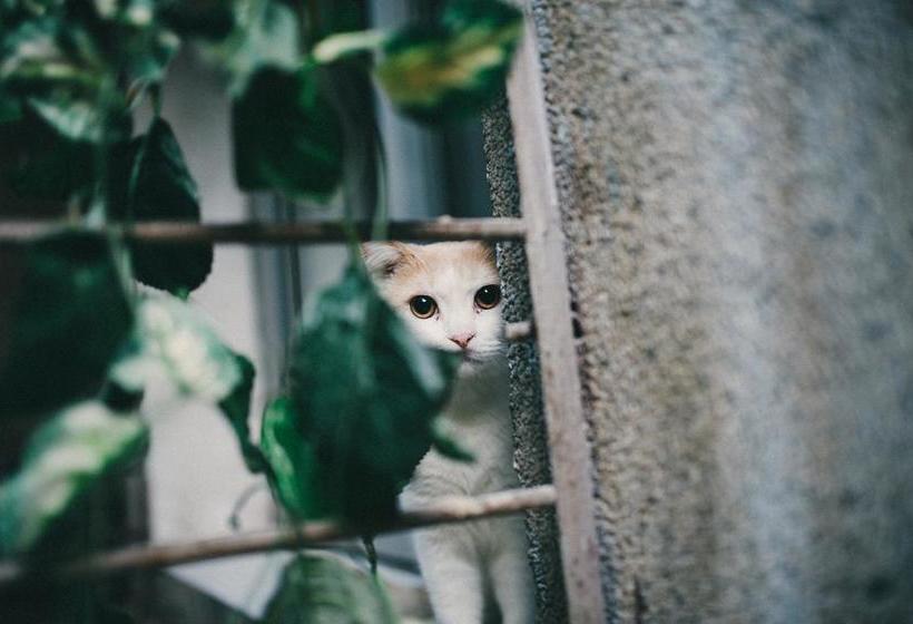 Отель Guilin Hundred Lives Youth Hostel