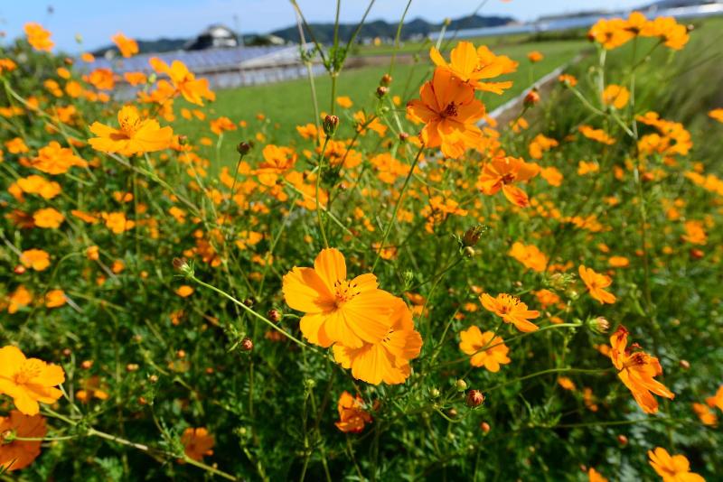 בית מלון כפרי Haruno Guest House