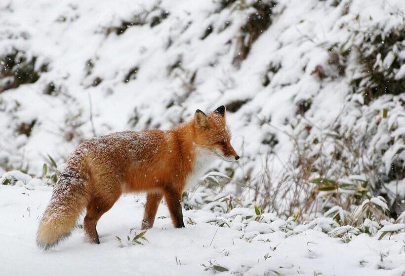 בית מלון כפרי Shiretoko Village