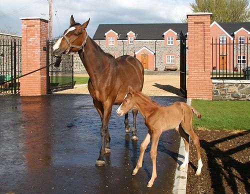 Отель Stable Court
