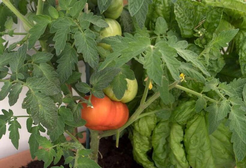 فندق Villa Pollio Guest House