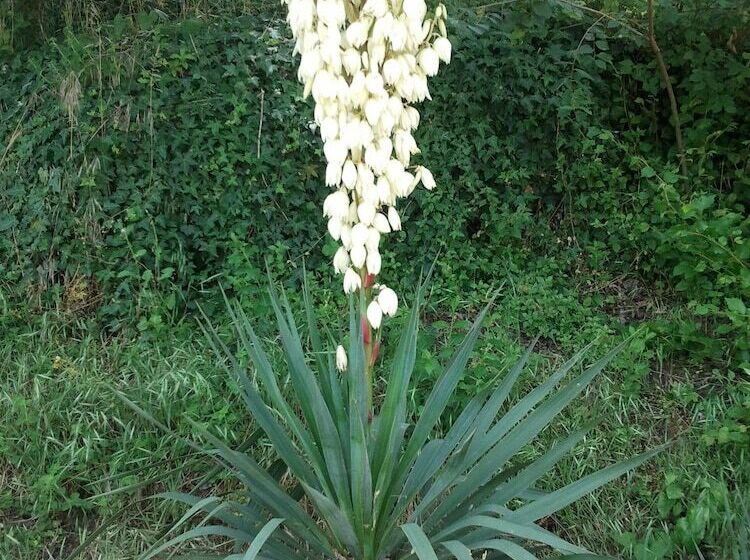 בית מלון כפרי Fonte Chiara