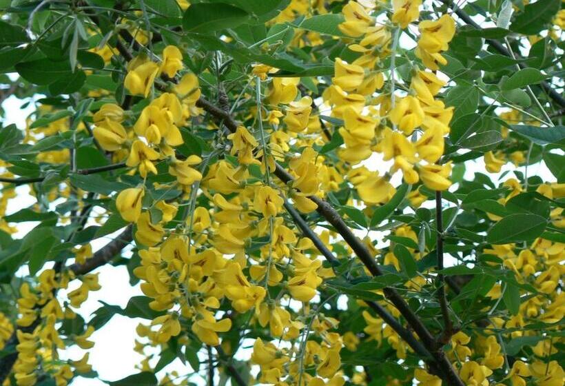 בית מלון כפרי Fonte Chiara