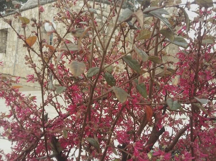 Отель Loggia Dei Lezzi