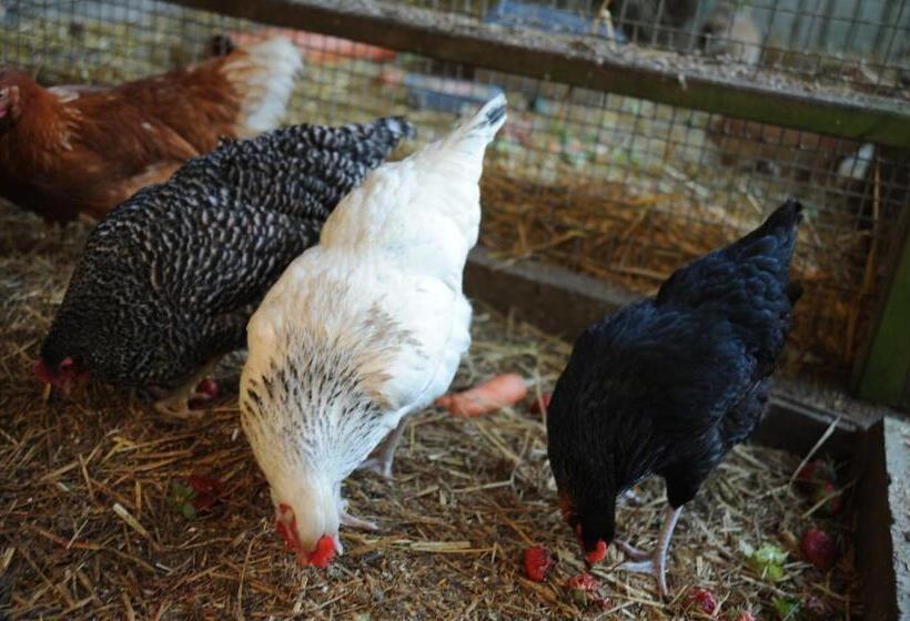 酒店 Bauernhof Köhlbrandt