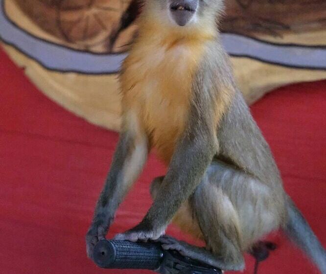 Отель Himawari Restaurant & Cottage