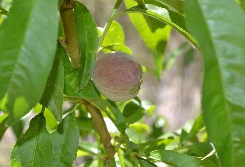 Отель Mendoza Sol Y Nieve