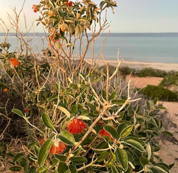 هتل Shark Bay Seafront Apartments