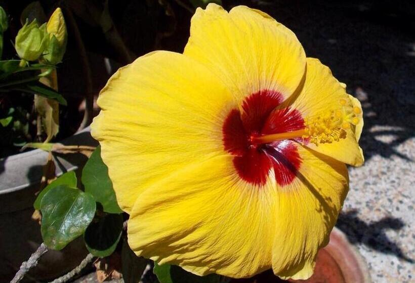 בית מלון כפרי Camiguin Island Golden Sunset Beach Club