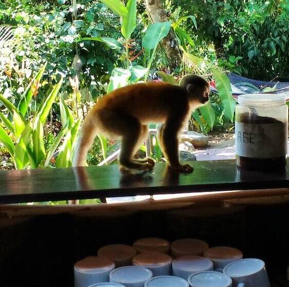 ホテル Manuel Antonio Hostel Resort