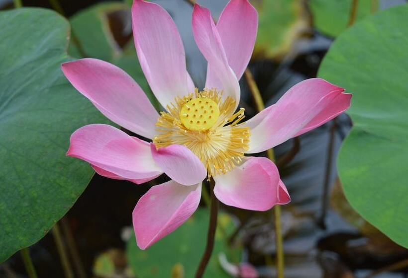 ホテル Palm Beach Bungalow Resort