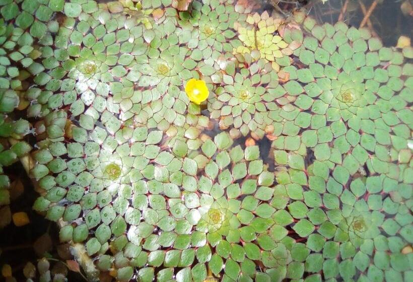 酒店 Chilling Hill Guesthouse