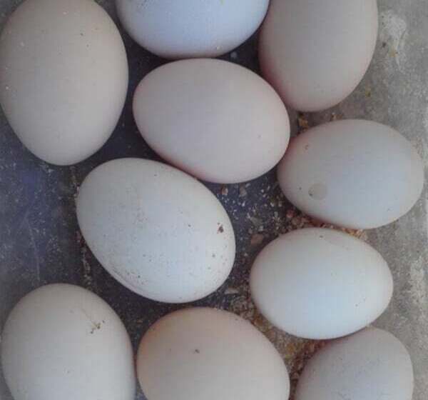 هتل Riad Tigmin Eden