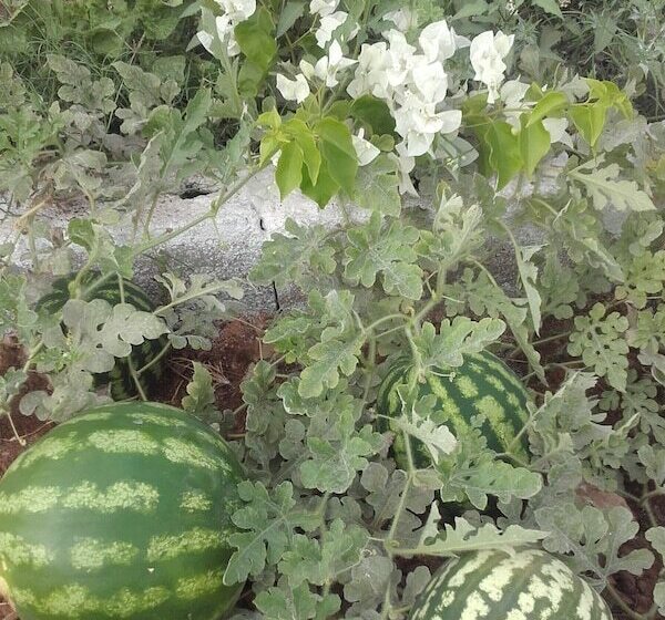 هتل Riad Tigmin Eden