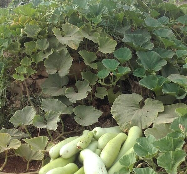 هتل Riad Tigmin Eden