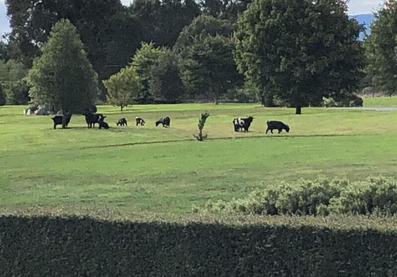 민박 Lake Brunner Longhouse