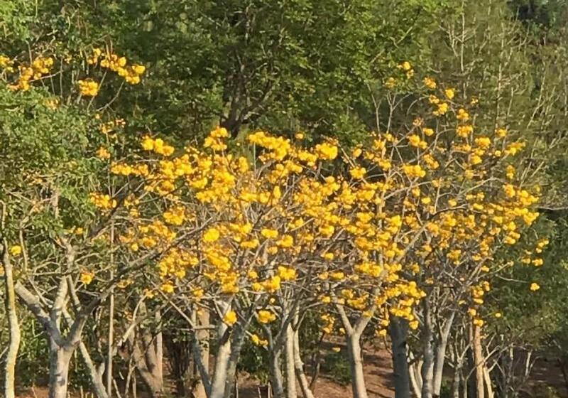 Hotel Suan Phueng Pa Wai Resort