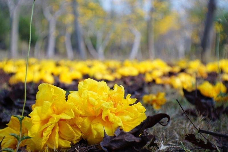 Hotel Suan Phueng Pa Wai Resort