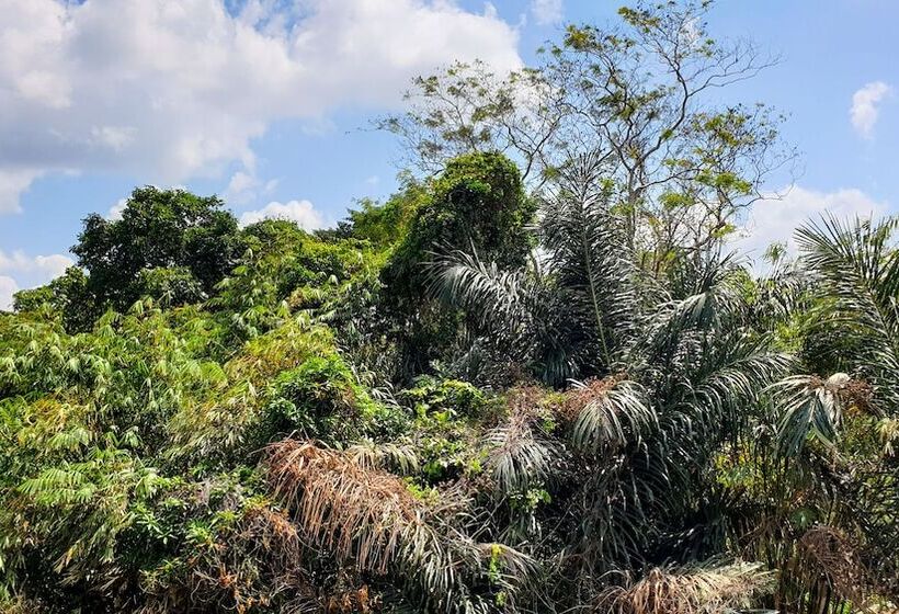 פנסיון The Paica