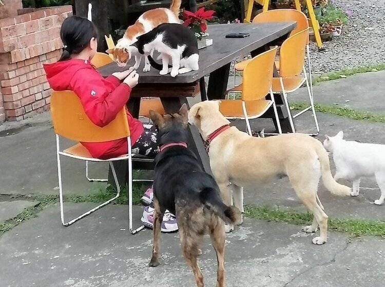 تختخواب و صبحانه Cat Sky Country Homestay