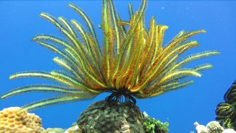 צימר Pranajaya Loka