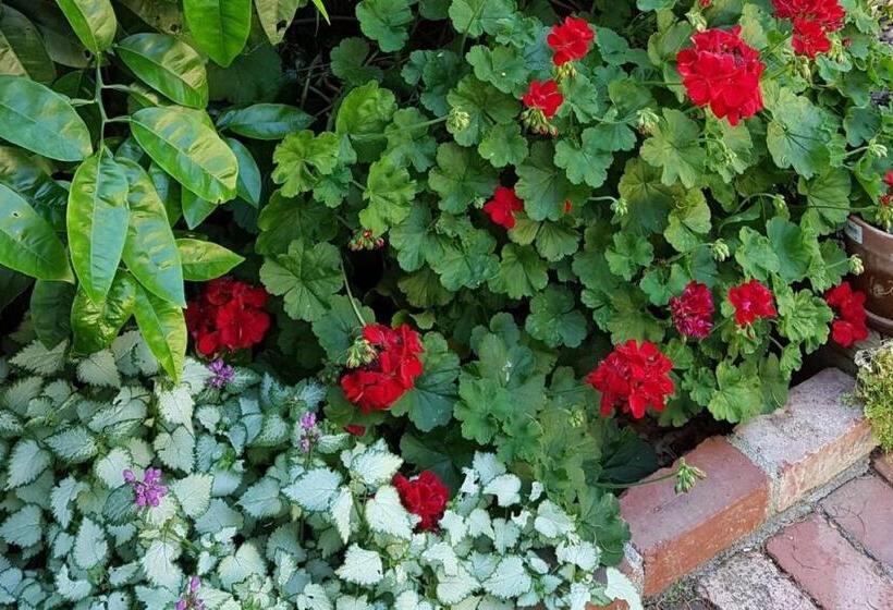 Healesville House   Fig Tree House