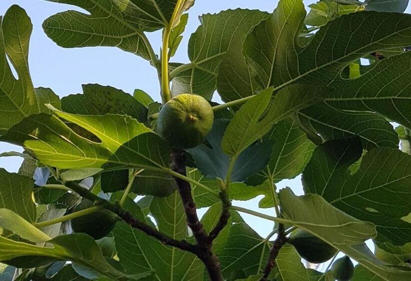 Healesville House   Fig Tree House