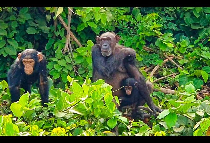 هتل Balafon Beach Resort