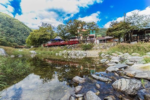 Tree S Dream Pension