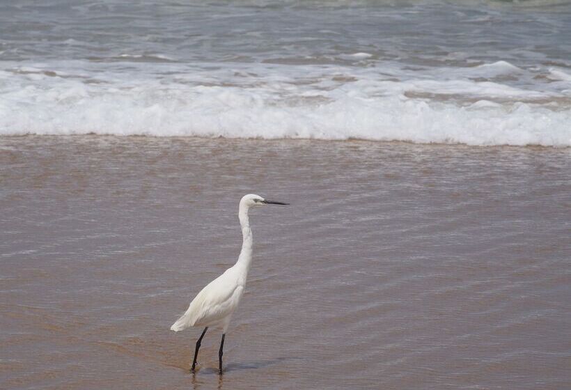 ホテル Mango Beach