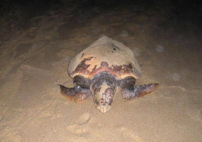 بنسيون Amazulu Lodge