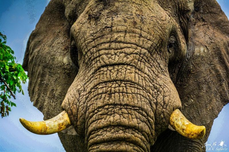 بنسيون Amazulu Lodge