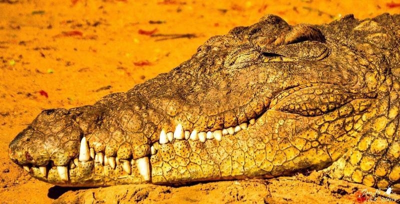 بنسيون Amazulu Lodge