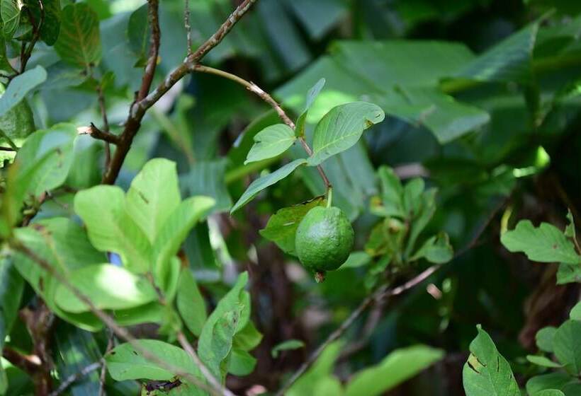 پانسیون Saipan Stay Lounge