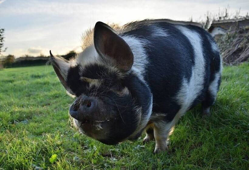 住宿加早餐  Lower Severalls Farmhouse