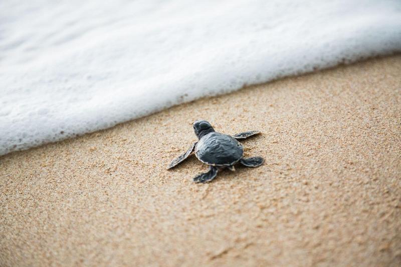 פונדק Villa Marina Lodge & Condos