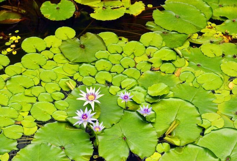 هتل Blue Saipan Garden