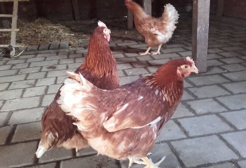 Отель Poggio A Poppi