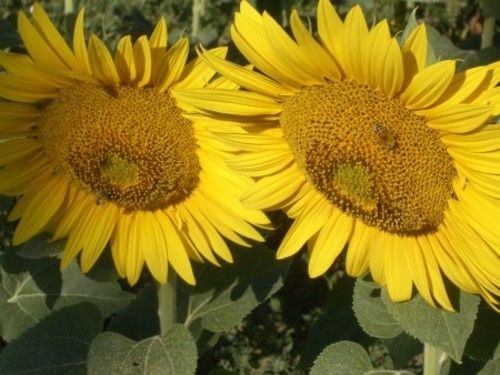 בית מלון כפרי Poggio A Poppi