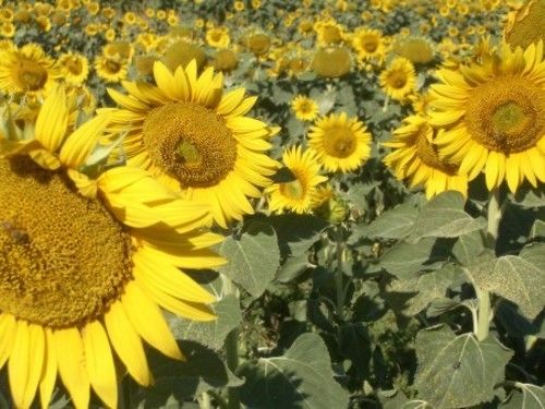 Отель Poggio A Poppi