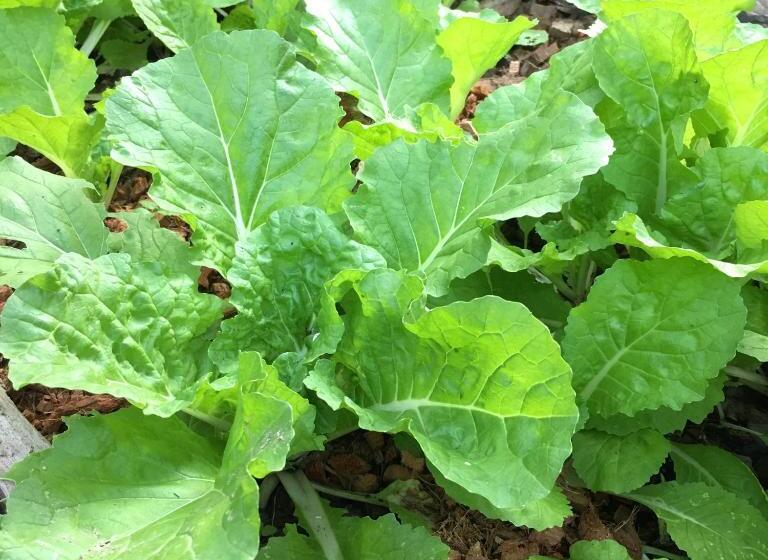 بنسيون Bann Rai Klai Weang Homestay