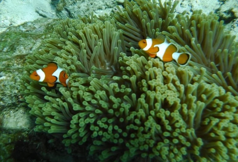 פנסיון Lucky Bungalow