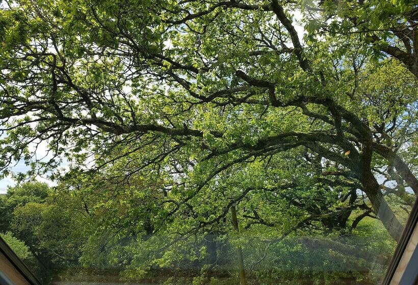 بنسيون Meadow Oak Accommodation