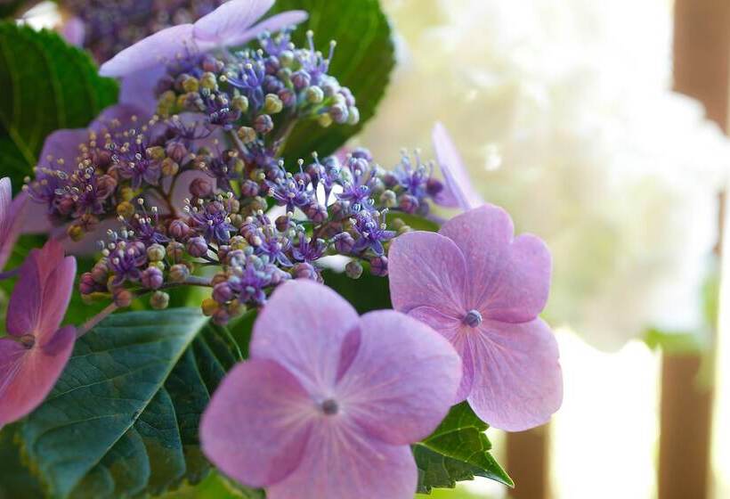 ریوکان Minato Koyado Awajishima