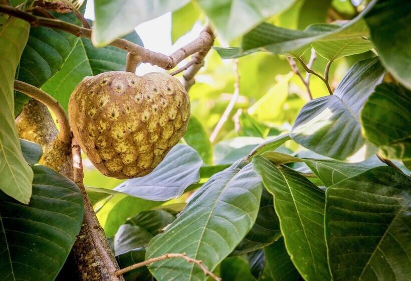 Bed and Breakfast Quinta Minuvida