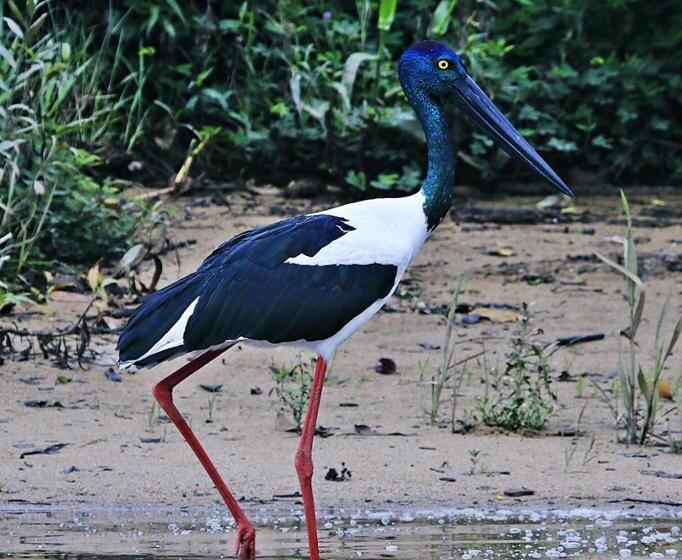 Egrets Rest