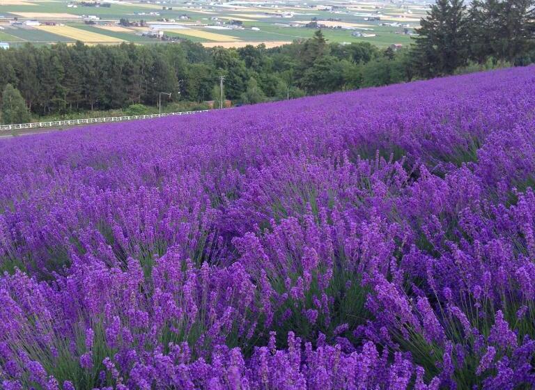 בית מלון כפרי Element