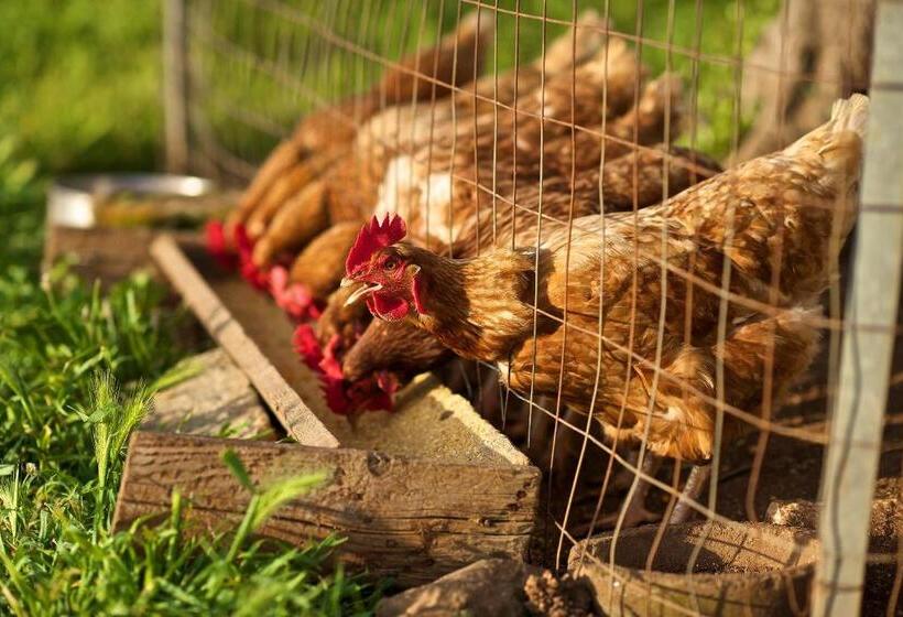 בית מלון כפרי Masseria Ciavea