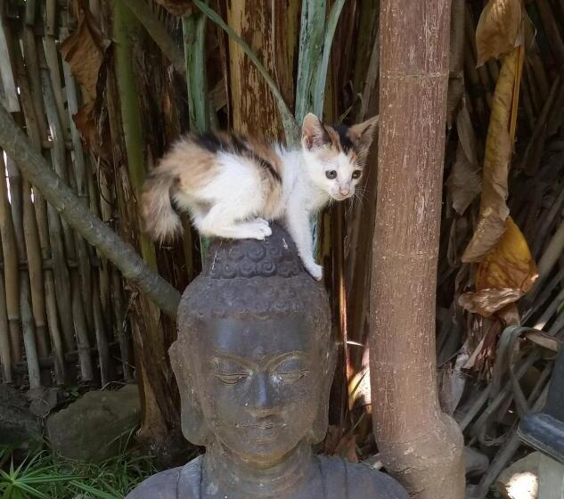 פנסיון Mango Moon